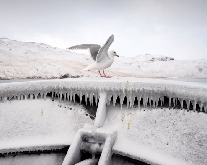 A seagull stands atop an icy, snow-covered structure with icicles, set against a backdrop of snow-capped mountains under an overcast sky.