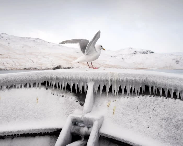 A seagull stands atop an icy, snow-covered structure with icicles, set against a backdrop of snow-capped mountains under an overcast sky.