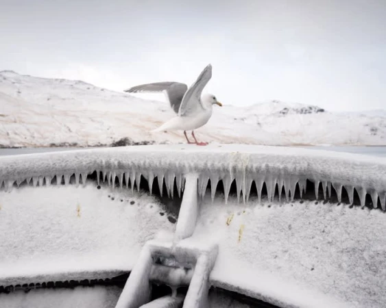 A seagull stands atop an icy, snow-covered structure with icicles, set against a backdrop of snow-capped mountains under an overcast sky.