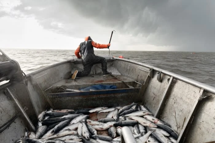 Fisherman on a small boat uses a hooked pole amid a catch of fish, under dark storm clouds over a rough ocean environment.