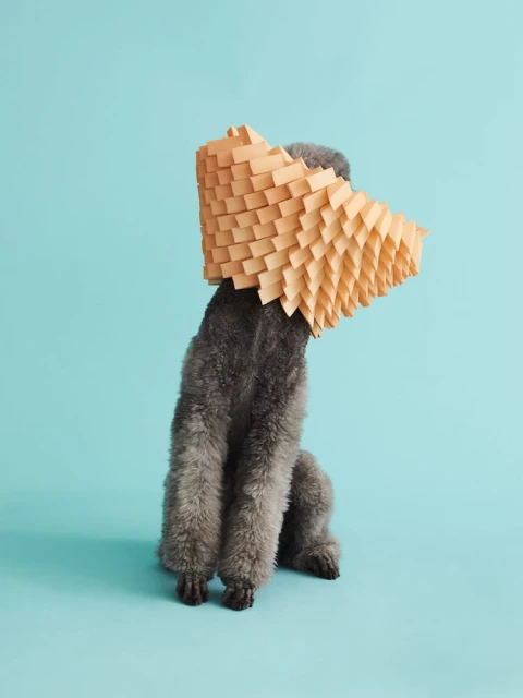 Grey poodle dog with a tan cone collar sitting in a photo studio. Turquoise backdrop, indoor lighting, geometric paper art prop.