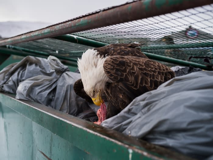 A bald eagle perches on the edge of a dumpster, head down, devouring food scraps. The bin is full of garbage bags.