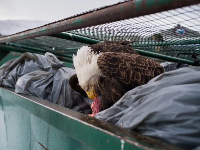 A bald eagle perches on the edge of a dumpster, head down, devouring food scraps. The bin is full of garbage bags.