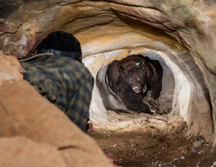 A black bear emerges from a rock cave entrance while a person wearing a headlamp watches in an underground environment.