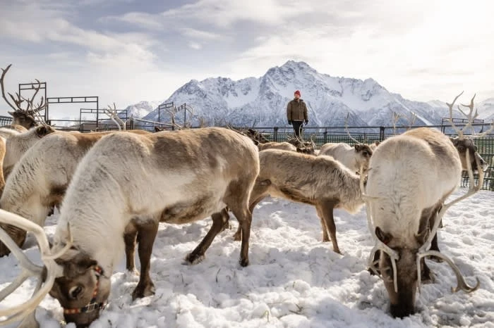 A group of reindeer in a snowy field, with a person standing behind them. Mountains are visible in the background, creating a winter scene.