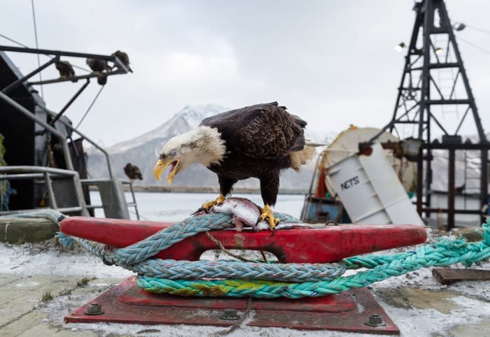 Bald eagle perched on a red bollard with blue rope, devouring a fish near a boat, with a snow-dusted mountain in the distance.