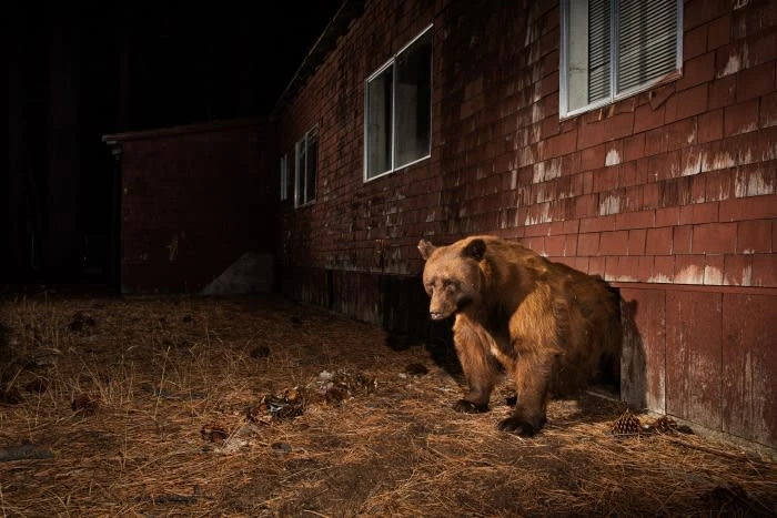 Brown bear coming out of a hole in the side of a dark red wooden building at night, surrounded by pine needles.