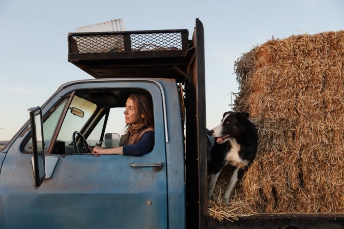 Woman drives a blue farm truck with her dog and a large hay bale in the truck bed. The sky is light blue in the rural setting.