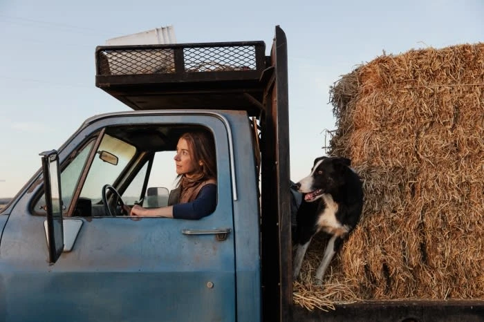 Woman drives a blue farm truck with her dog and a large hay bale in the truck bed. The sky is light blue in the rural setting.