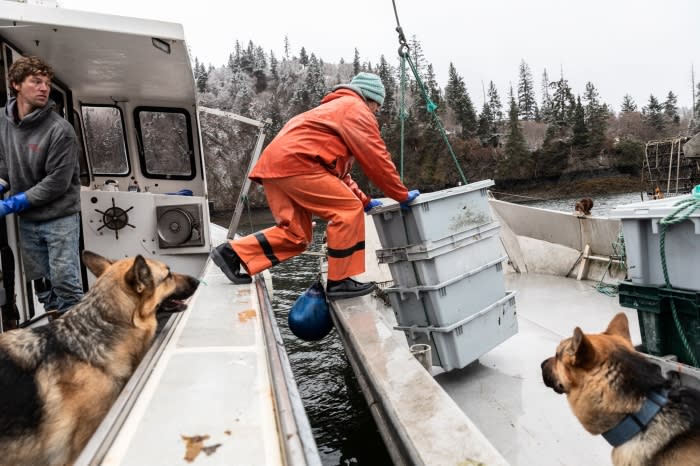 Fishermen on a boat hauling stacked storage boxes, accompanied by two German Shepherd dogs, with a wooded shoreline in the background.