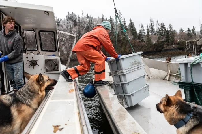 Fishermen on a boat hauling stacked storage boxes, accompanied by two German Shepherd dogs, with a wooded shoreline in the background.