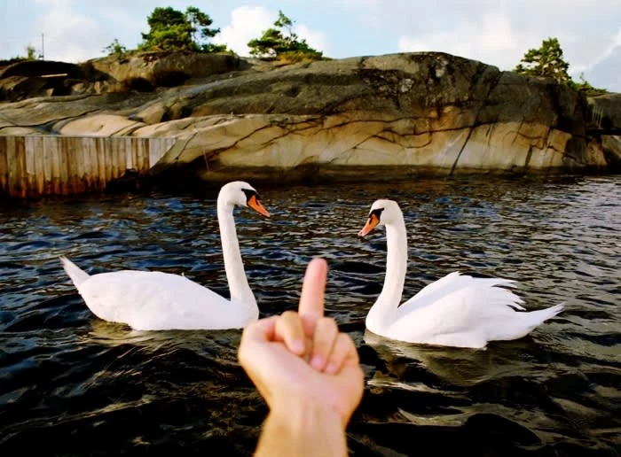 Two swans on water with a hand gesturing in the foreground. Outdoors with a rocky shoreline and trees in the background.
