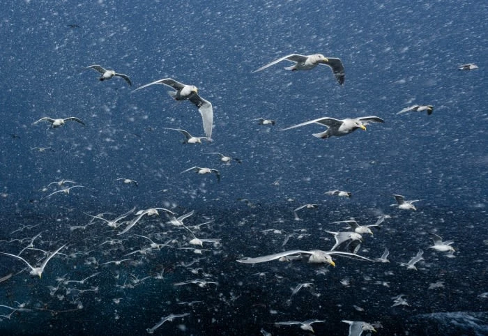 Flock of seagulls in flight over a dark blue ocean, caught in mid-air with snow falling, creating a dynamic and natural scene.