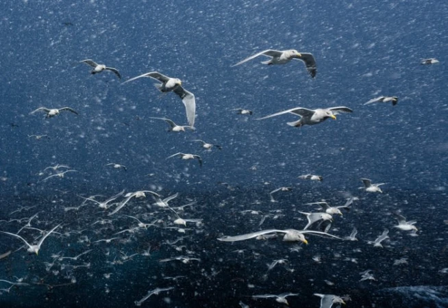 Flock of seagulls in flight over a dark blue ocean, caught in mid-air with snow falling, creating a dynamic and natural scene.