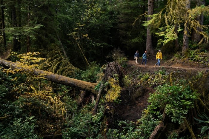 Three people walk along a dirt path through a lush green forest with tall trees and ferns, in a natural outdoor setting.