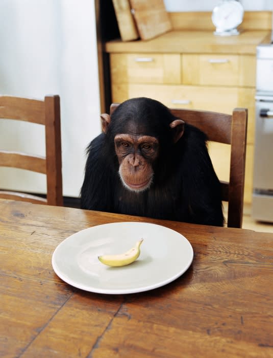Chimpanzee seated at a table with a banana on a plate, indoors, looking down with a neutral facial expression and a wood table.