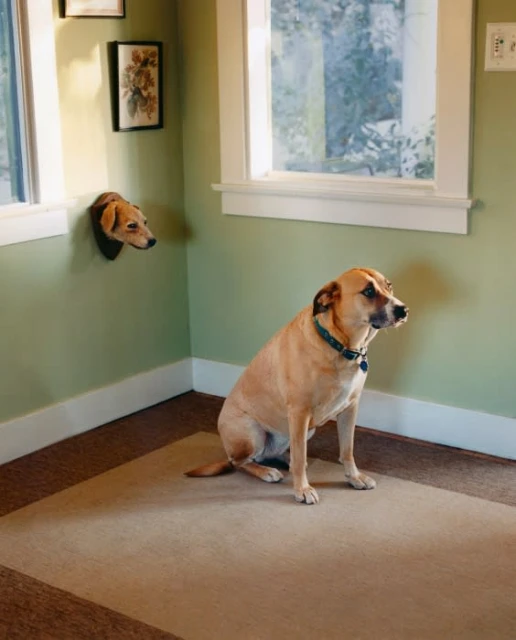Indoor shot of tan dogs sitting in a room with green walls, brown and beige carpet, and a faux dog head mounted on the wall.