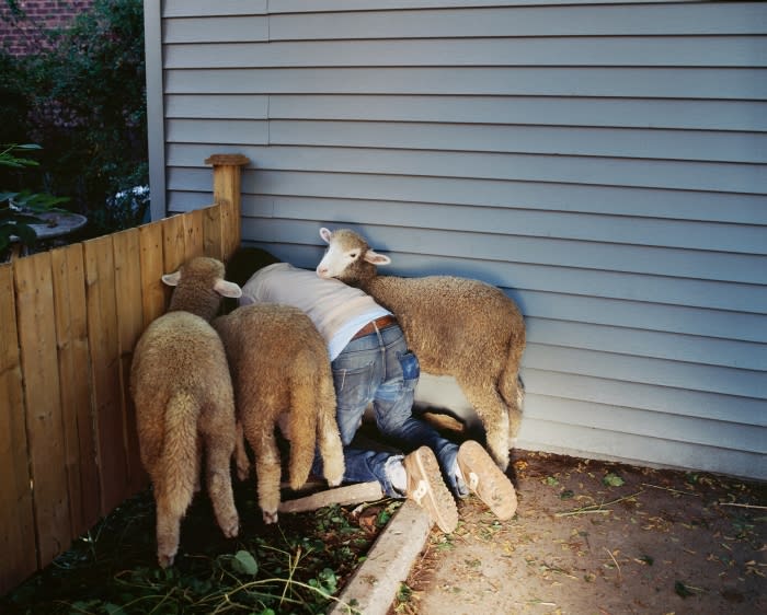 A person kneels among four sheep near a wooden fence and blue siding, creating a close, intimate scene outdoors.