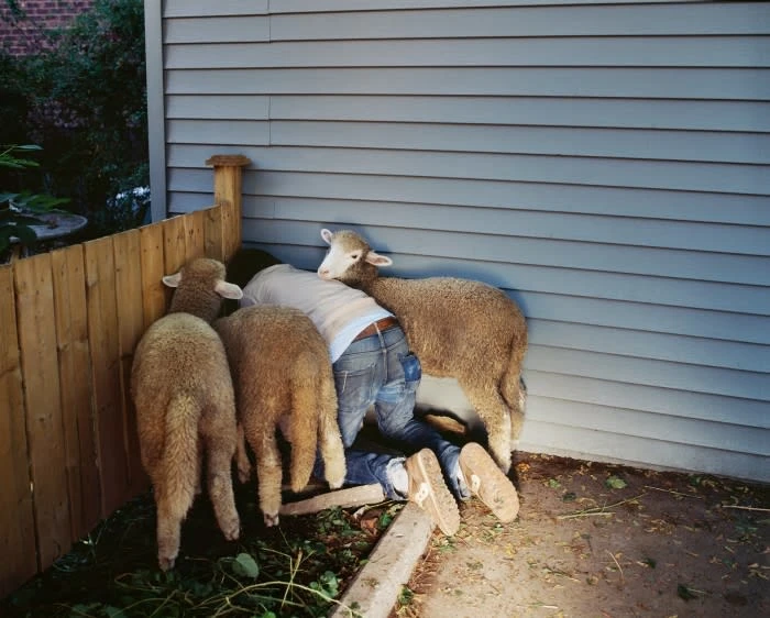 A person kneels among four sheep near a wooden fence and blue siding, creating a close, intimate scene outdoors.