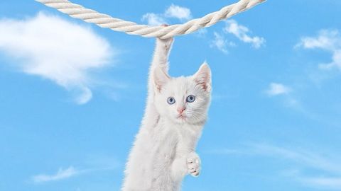 A white kitten with blue eyes hangs from a thick white rope against a backdrop of a bright blue sky with fluffy white clouds.