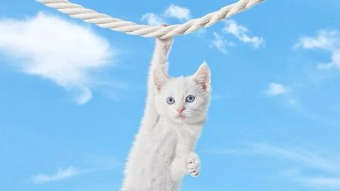 A white kitten with blue eyes hangs from a thick white rope against a backdrop of a bright blue sky with fluffy white clouds.