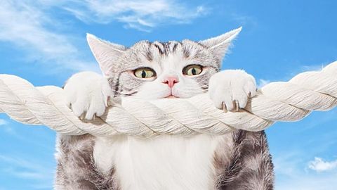 Grey and white cat clings to a thick white rope, set against a cloudy blue sky in an eye-level, medium shot perfect for pet-related visuals.