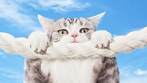 Grey and white cat clings to a thick white rope, set against a cloudy blue sky in an eye-level, medium shot perfect for pet-related visuals.