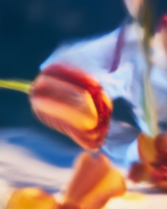 Close-up photography of red and yellow tulips in a blurred background, showcasing the delicate beauty of spring flowers.