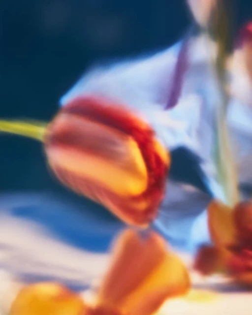 Close-up photography of red and yellow tulips in a blurred background, showcasing the delicate beauty of spring flowers.