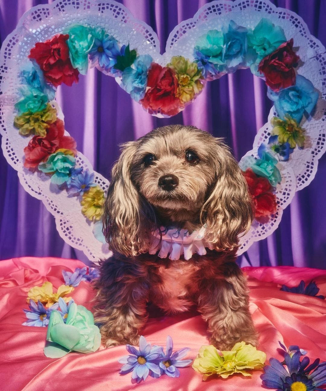 Adorable dog poses in front of heart shaped floral decoration on pink satin fabric with purple draped background, cute and charming scene.