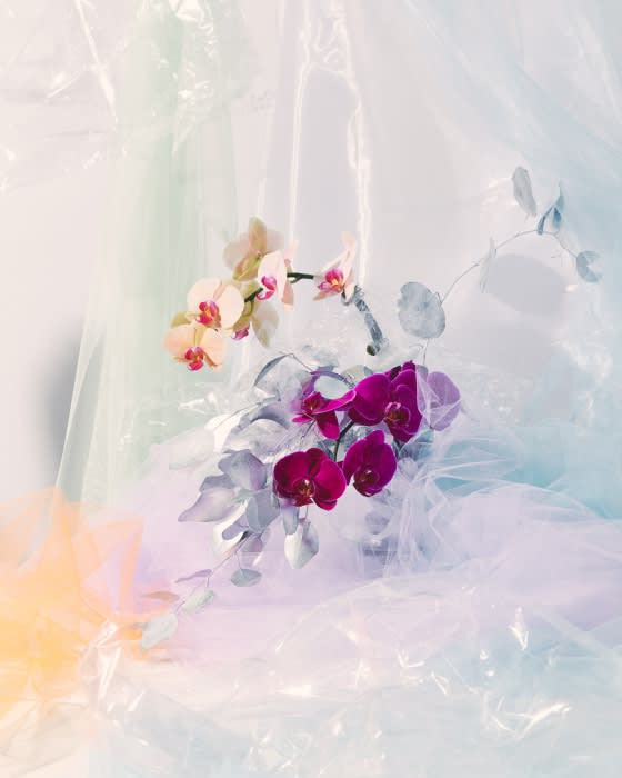 Floral still life with orchids featuring blooms in cream and purple, complemented by grey leaves, set against a textured, light backdrop.
