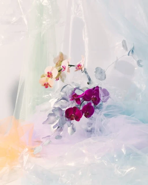 Floral still life with orchids featuring blooms in cream and purple, complemented by grey leaves, set against a textured, light backdrop.