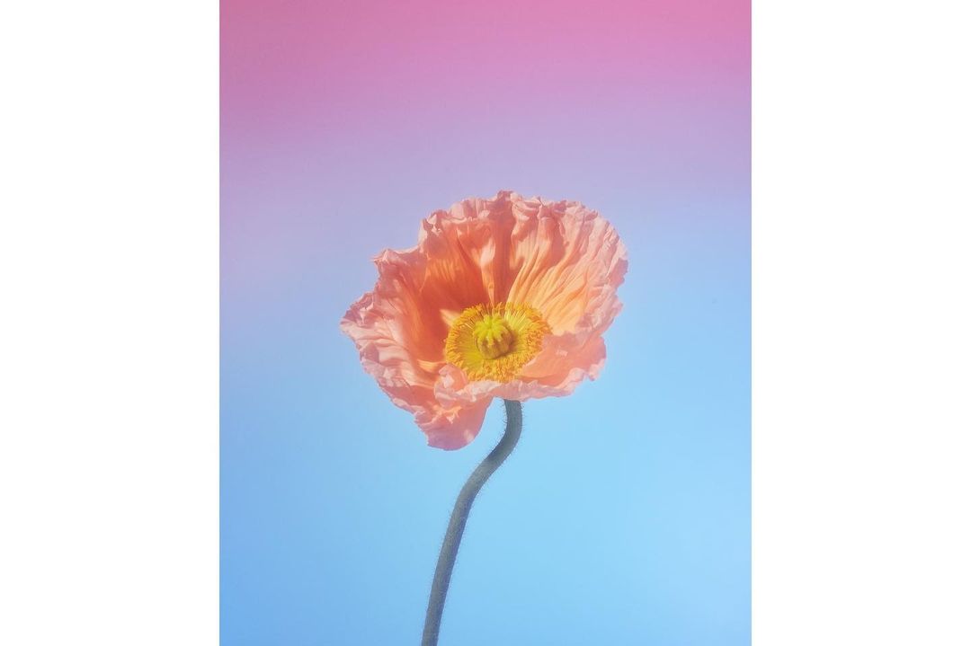 Close-up of a delicate peach-colored poppy flower with a yellow center against a gradient background of pink and blue hues.