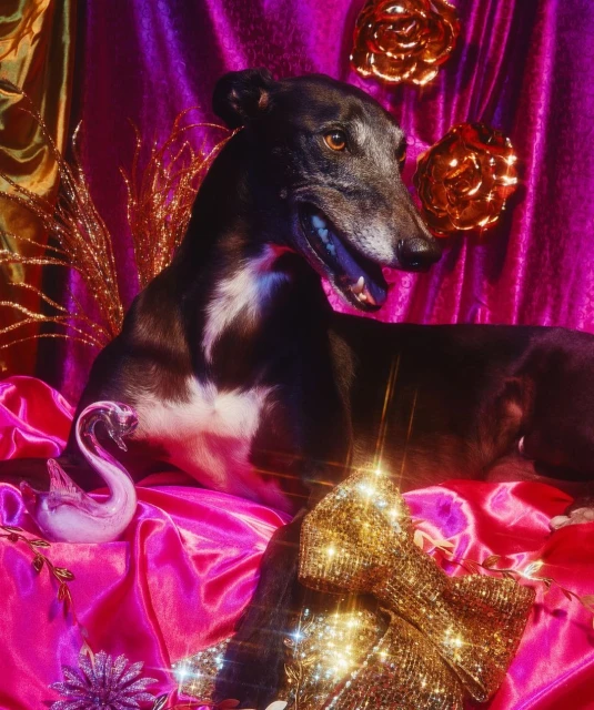 Elegant greyhound dog poses with glittering objects against a backdrop of shimmering pink and purple fabric in a studio setting.
