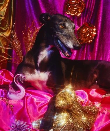Elegant greyhound dog poses with glittering objects against a backdrop of shimmering pink and purple fabric in a studio setting.
