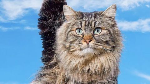 Close-up studio shot of a long-haired tabby cat with blue eyes, posing against a bright blue sky with white cloud background.