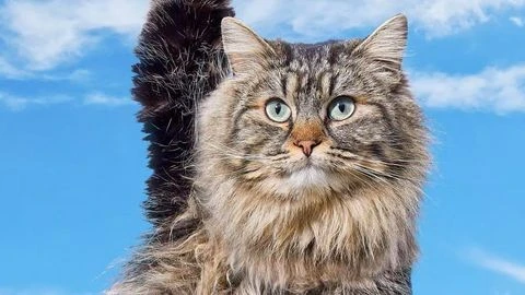 Close-up studio shot of a long-haired tabby cat with blue eyes, posing against a bright blue sky with white cloud background.