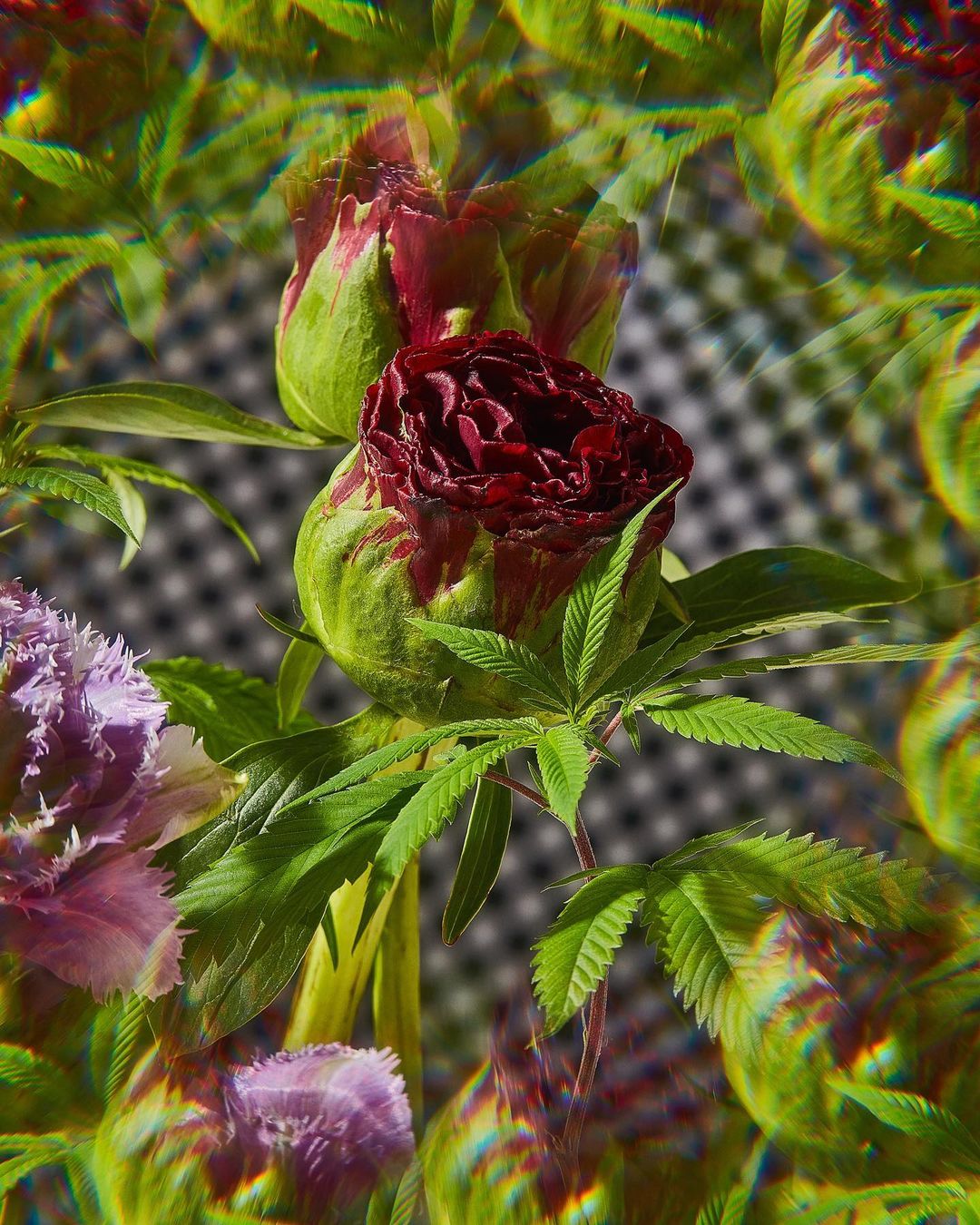 Close-up of a dark red peony flower with green leaves and buds, set against a blurry black-and-white checkered background and artistic blur effects.