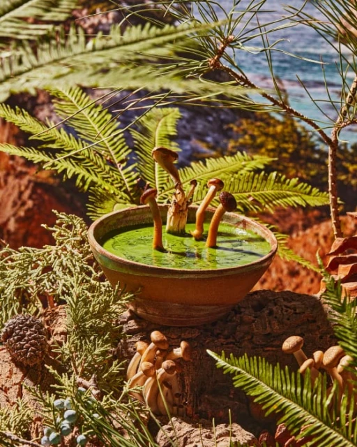 Still life of mushrooms growing in a bowl filled with liquid, surrounded by pine needles and pine cones on a rock surface.