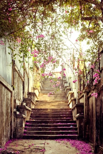 Outdoor view of stone staircase covered in pink flower petals and lined with bougainvillea flowers and greenery overhead.