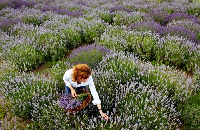 Woman harvesting lavender in a field, wearing a white shirt, collecting the flowers in a wicker basket on a sunny day.