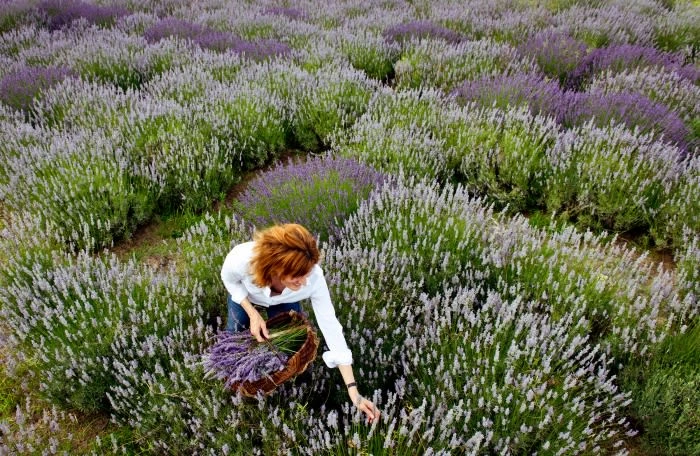 Woman harvesting lavender in a field, wearing a white shirt, collecting the flowers in a wicker basket on a sunny day.