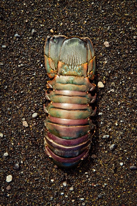 Close-up of a dead slipper lobster tail on dark sand. The lobster has green, orange, and purple coloring.