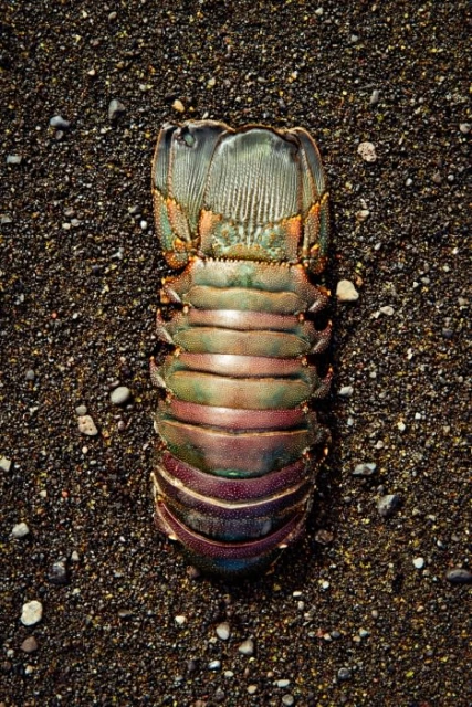 Close-up of a dead slipper lobster tail on dark sand. The lobster has green, orange, and purple coloring.