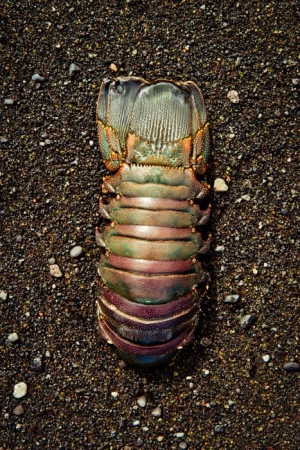 Close-up of a dead slipper lobster tail on dark sand. The lobster has green, orange, and purple coloring.