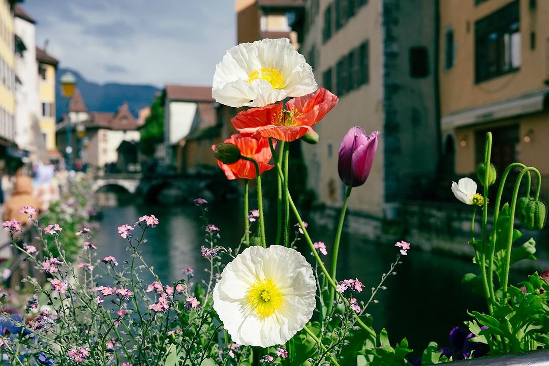 Scenic view of colorful flowers in an urban setting, with buildings and a bridge visible in the background under a bright sky.