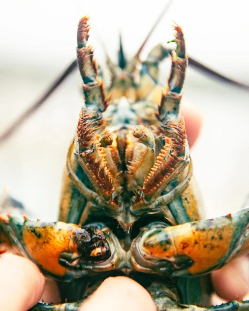 Close-up of a lobster head, featuring its intricate details, vibrant colors, and textured exoskeleton, held by human hands.
