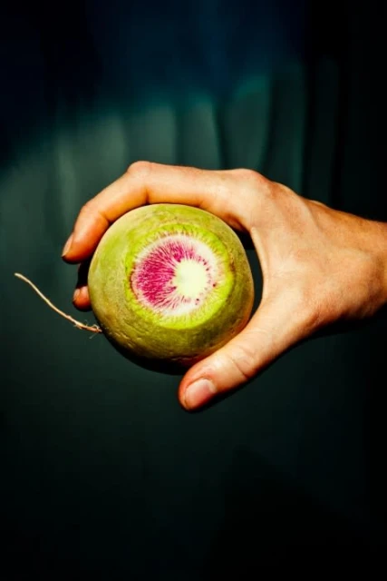 Close-up studio shot of a light-skinned hand holding a round, green and pink watermelon radish against a dark teal background.