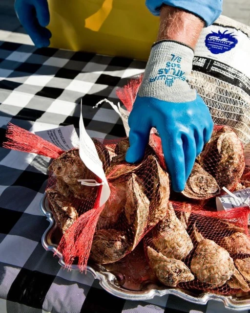 Close-up of a person holding a tray of oysters in mesh bags, with blue gloves, set on a checkered table.