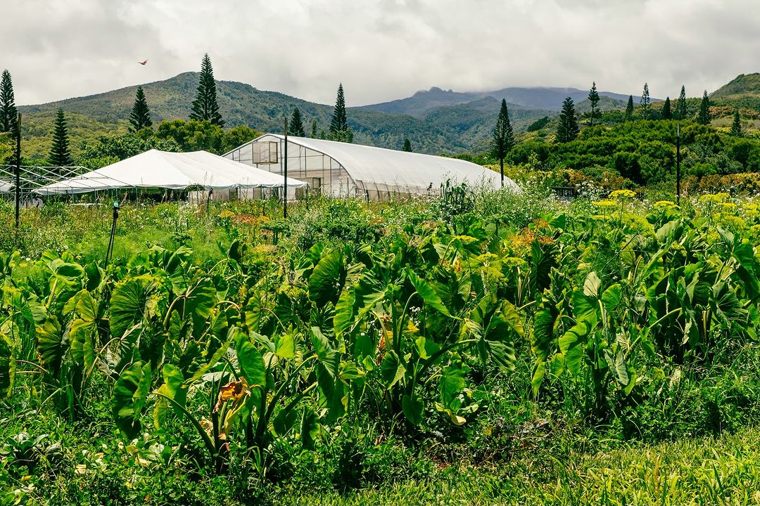 Lush farm field with leafy green plants, a white tent-like structure, a greenhouse, tall trees, and mountains in the background on an overcast day.